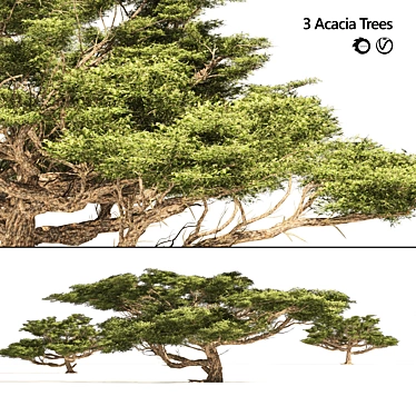 Detailed Acacia Trees 3D Models 3D model image 1 