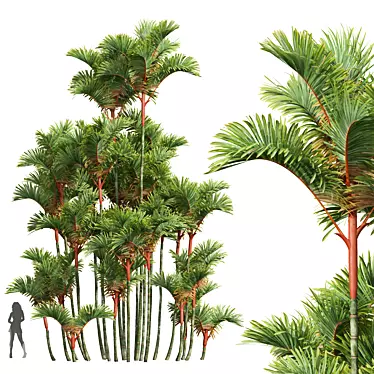 Lipstick Palm 3D Plant Model 3D model image 1 