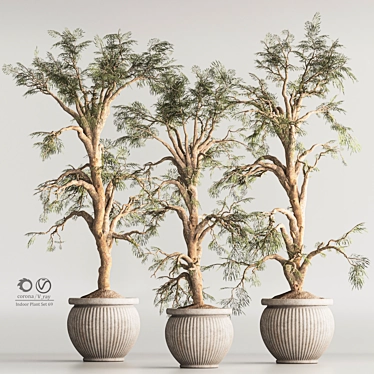 Modern Indoor Plant Set 69 3D model image 1 