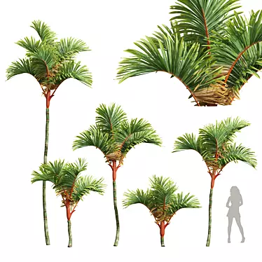 Red Sealing Wax Palm Model 3D model image 1 