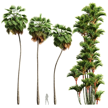 Tropical Palms 3D Models Bundle 3D model image 1 