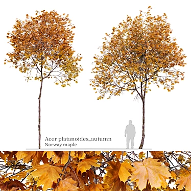 Autumn Norway Maple Tree Pair 3D model image 1 