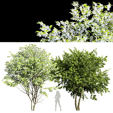 3D Water Gum & Amelanchier Models 3D model image 1 