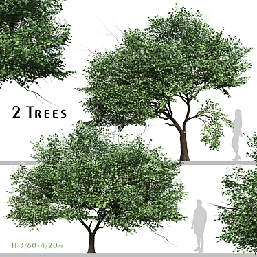 Chinese Catalpa Ovata Tree Duo 3D model image 1 