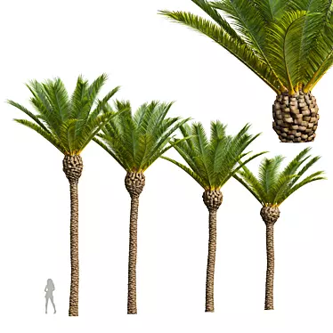 Majestic Phoenix Canariensis Decorative Palm 3D model image 1 