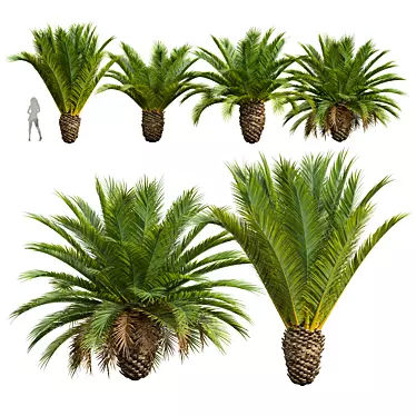 Canary Palm 3D Model Collection 3D model image 1 