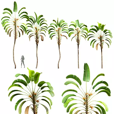 Giant White Bird of Paradise 3D model image 1 