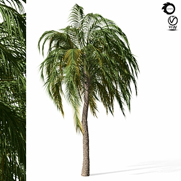 Tropical Palm Tree Model PBR 3D model image 1 