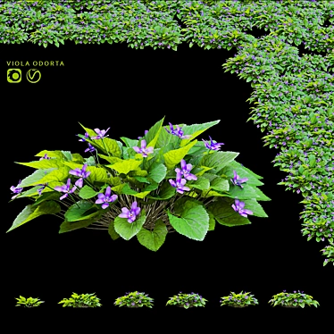 Fragrant Viola Bushes Bundle 3D model image 1 
