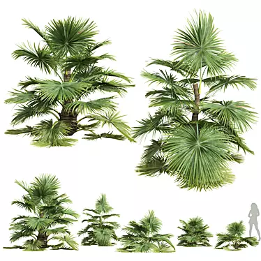 Exotic Saribus Rotundifolius 3D Models 3D model image 1 