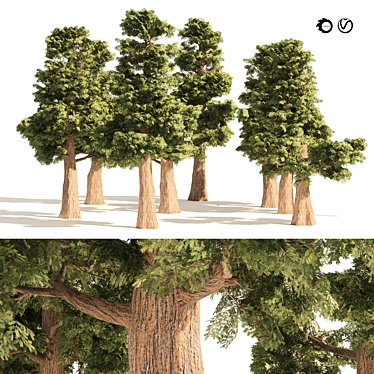 Mini Redwoods Cluster 3D Model 3D model image 1 