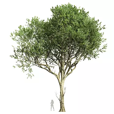 Detailed Fagus Grandifolia 3D Model 3D model image 1 