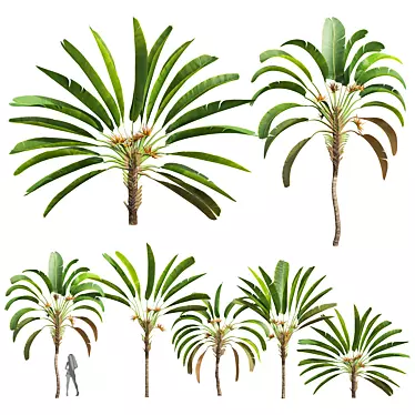 Strelitzia Nicolai Medium 3D Models 3D model image 1 