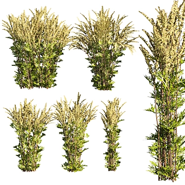 High-quality Common Mugwort 3D Model 3D model image 1 