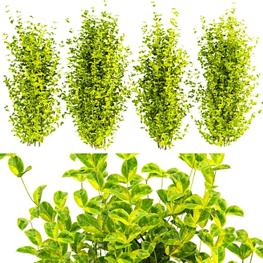 Evergreen Spindle Bush Outdoor Model 3D model image 1 