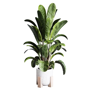 Ficus Plant in Pottery Vase 3D model image 1 