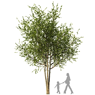 Detailed 3D Tree Model for Vray 3D model image 1 