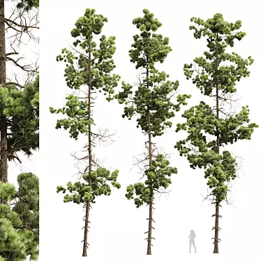 Premium Longleaf Pine 3D Models 3D model image 1 