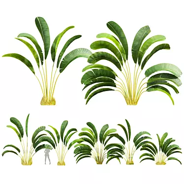 Strelitzia Nicolai Small 3D Models 3D model image 1 