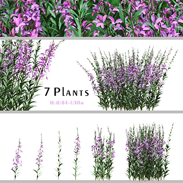 Native Willow Herb Plant Set 3D model image 1 