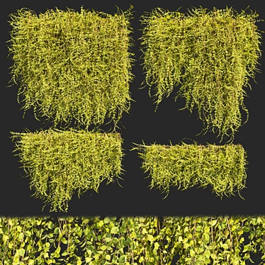 Outdoor Ivy Leaf Bush 3D 3D model image 1 