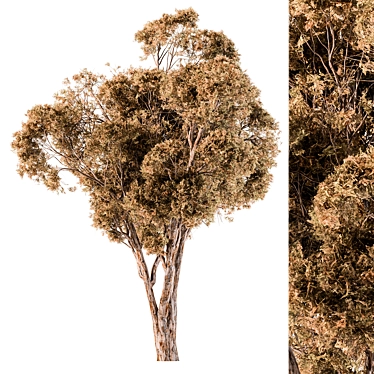 Broadleaf Dried Tree Assortment Set 3D model image 1 