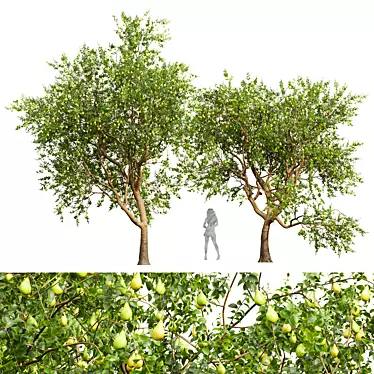 Pear Pyrus Communis 3D Plant 3D model image 1 