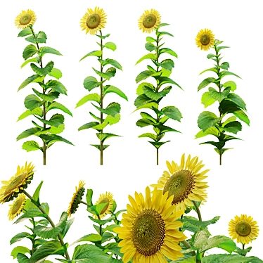 Tall Sunflower Plant Set 3D model image 1 