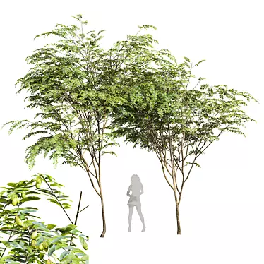 Chinese Date Tree Plant 3D 3D model image 1 