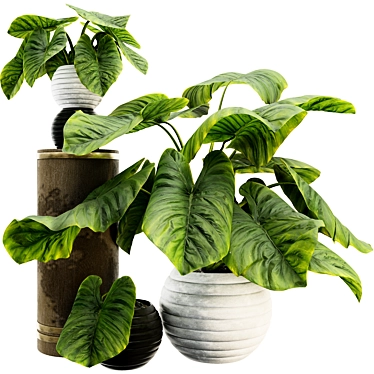 Tropical Elephant Ear Plant Collection 3D model image 1 