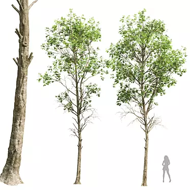 Detailed Fagus Sylvatica Tree Model 3D model image 1 