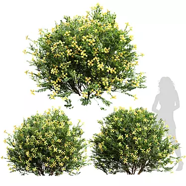 Fragrant Yellow Evergreen Shrub Model 3D model image 1 