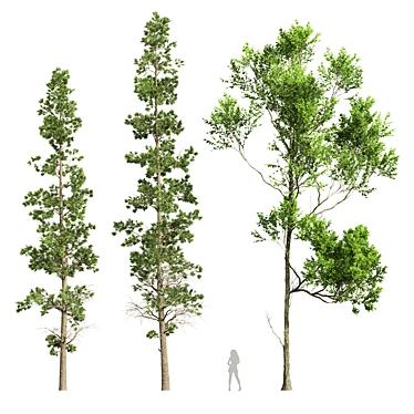 Forest Tree 3D Model Set 3D model image 1 