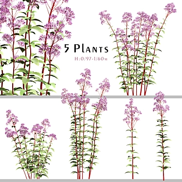 Joe Pye Weed Plants Set 3D model image 1 