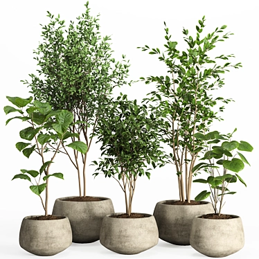 Modern Concrete Pot Indoor Plants 3D model image 1 