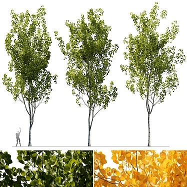  Aspen Trees 3D Models Collection 3D model image 1 