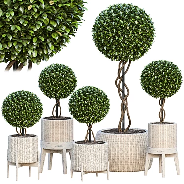 Outdoor Shrub Plant Set