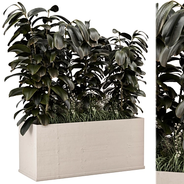 Indoor Ficus Plant Circle Pot 3D model image 1 