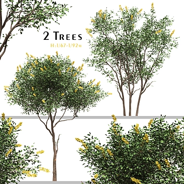 Moroccan Broom Tree Duo 3D model image 1 