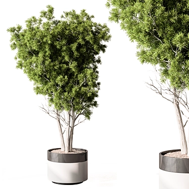 Tree in Pot: Outdoor Plant 3D model image 1 