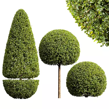 Ficus Concinna Bonsai Pruned Set 3D model image 1 