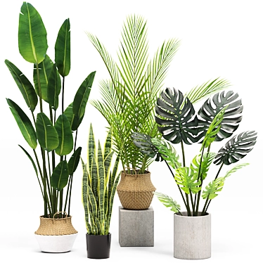 Stylish Indoor Plants Set 03 3D model image 1 