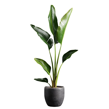 Tropical Beauty: Strelitzia Nicolai Pot 3D model image 1 