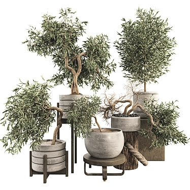 Olive Bonsai Tree Collection Set 3D model image 1 