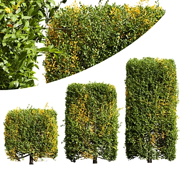 Waxyleaf Privet Plant Models 3D model image 1 