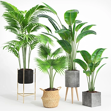 Modern Indoor Plant Set 002 3D model image 1 