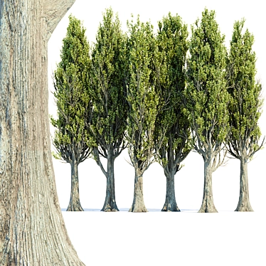 PBR Poplar Trees Collection Vol.145 3D model image 1 