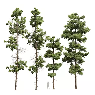 Pinus Echinata Palustris Tree Models 3D model image 1 