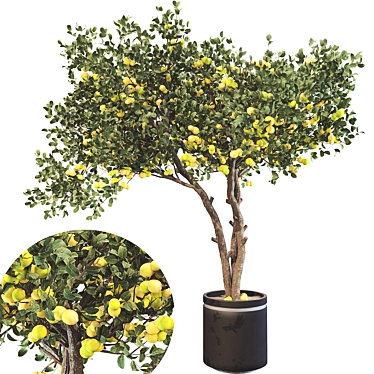 Botanical Lemon Tree 3D Model 3D model image 1 