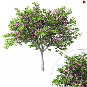 Tree Cassia Javanese No 1 with pink flowers (Corona)